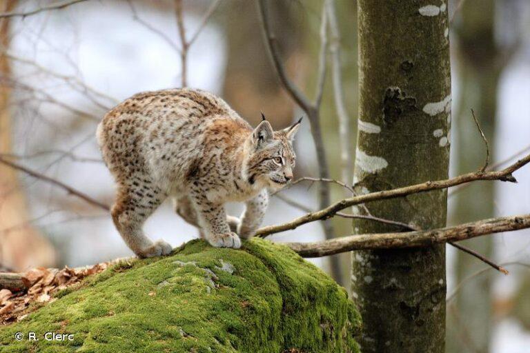 Lynx Boreal