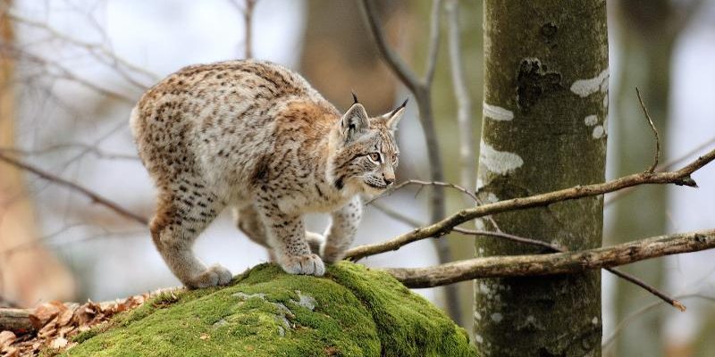 Lynx Boreal