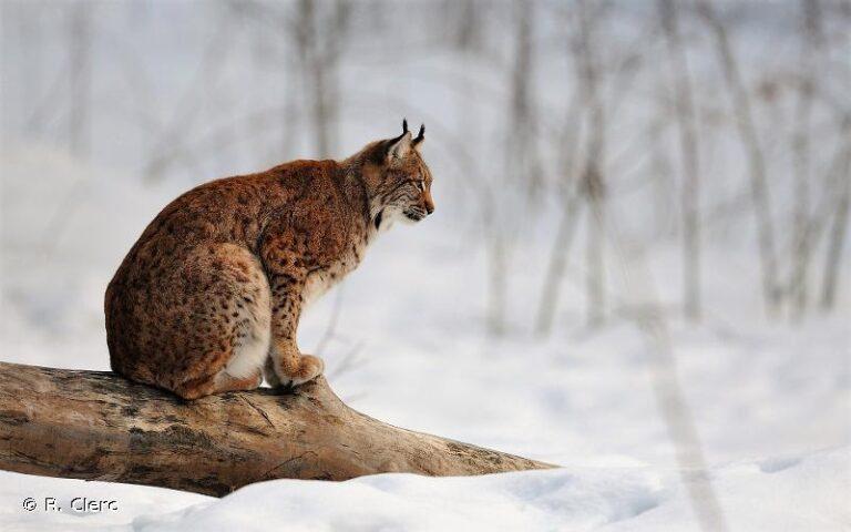 Lynx dans la neige